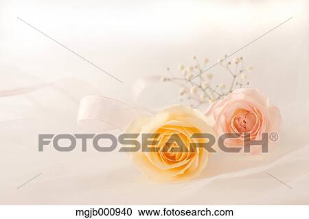 Roses on a table View Large Photo Image Stock Image - Roses on a table. Fotosearch