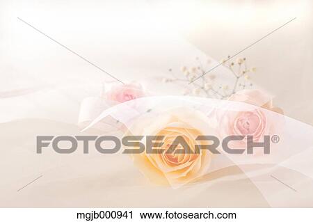 Roses on a table View Large Photo Image Stock Image - Roses on a table. Fotosearch