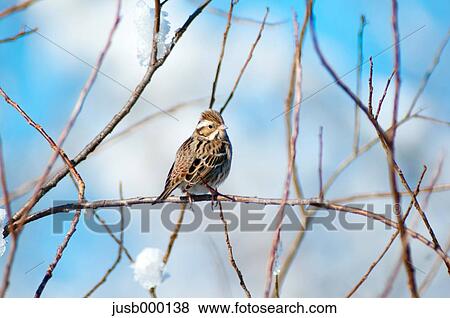 Rustic Bunting on a tree View Large Photo Image Stock Photo - Rustic Bunting on a tree. Fotosearch