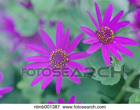 Senetti red sun, Pericallis hybrids View Large Photo Image Stock Photo - Senetti red sun, Pericallis hybrids. Fotosearch