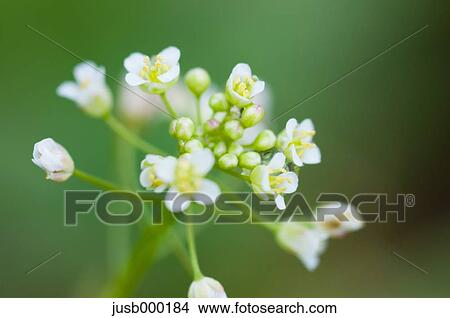 Picture - Shepherds purse. Fotosearch