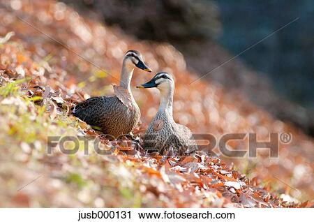 Small ducks on fallen leaves View Large Photo Image Stock Image - Small ducks on fallen leaves. Fotosearch