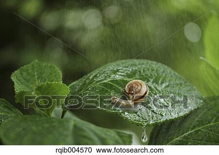 Stock Image - Snail on hydrangea leaf. Fotosearch