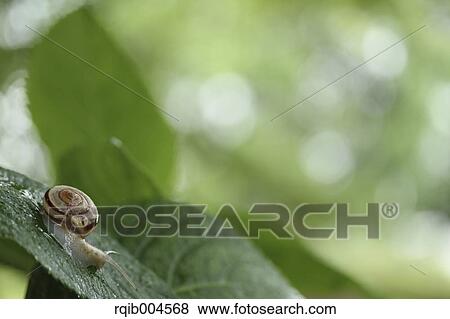 Snail on hydrangea leaf View Large Photo Image Stock Photo - Snail on hydrangea leaf. Fotosearch