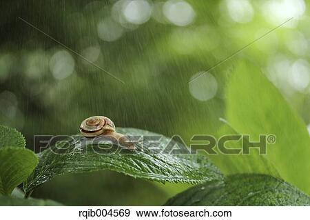 Snail on hydrangea leaf View Large Photo Image Stock Photo - Snail on hydrangea leaf. Fotosearch