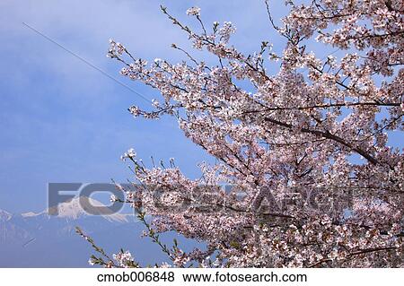 Snowy mountain and cherry blossoms, Nagano Prefecture View Large Photo Image Stock Photo - Snowy mountain and cherry blossoms, Nagano Prefecture. Fotosearch