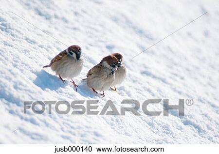 Sparrows in the snow View Large Photo Image Stock Image - Sparrows in the snow. Fotosearch