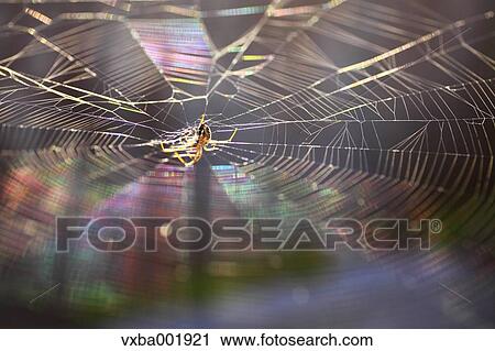 Spider and web View Large Photo Image Stock Image - Spider and web. Fotosearch
