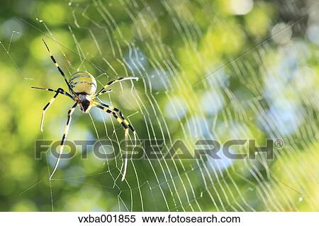 Spider and web View Large Photo Image Stock Photography - Spider and web. Fotosearch