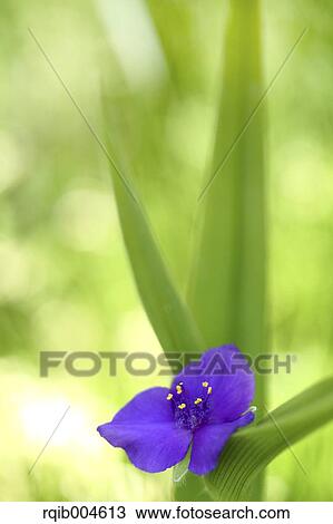 Spiderworts View Large Photo Image Stock Image - Spiderworts. Fotosearch