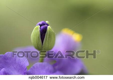 Spiderworts View Large Photo Image Stock Photo - Spiderworts. Fotosearch