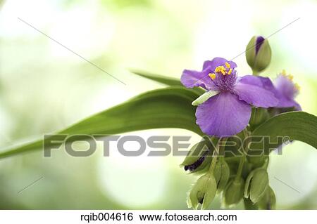 Stock Photograph - Spiderworts. Fotosearch