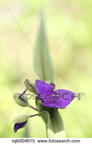 Spiderworts View Large Photo Image Stock Photography - Spiderworts. Fotosearch