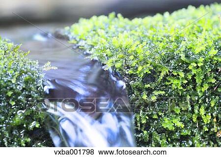 Spring water View Large Photo Image Stock Photo - Spring water. Fotosearch