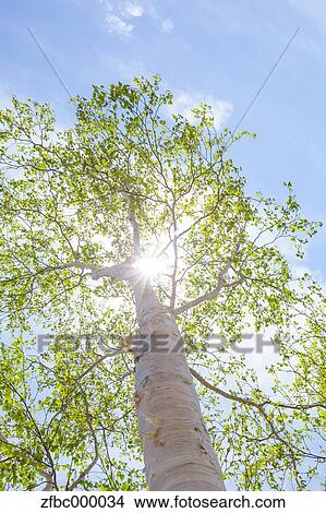 Picture - Sun filtering through green birch leaves. Fotosearch