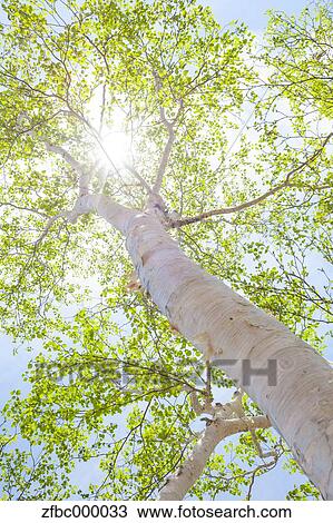 Sun filtering through green birch leaves View Large Photo Image Stock Image - Sun filtering through green birch leaves. Fotosearch