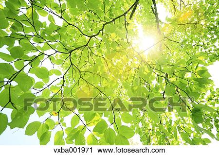 Sun filtering through green leaves View Large Photo Image Stock Image - Sun filtering through green leaves. Fotosearch