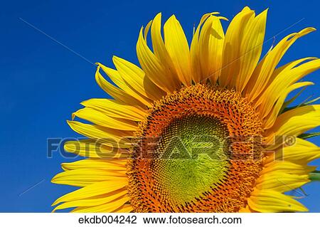 Stock Image - Sunflower and sky. Fotosearch