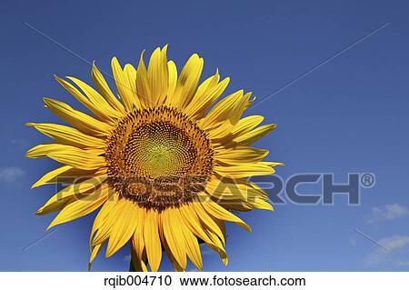 Sunflower and sky View Large Photo Image Stock Image - Sunflower and sky. Fotosearch