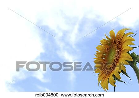 Stock Image - Sunflower and sky. Fotosearch