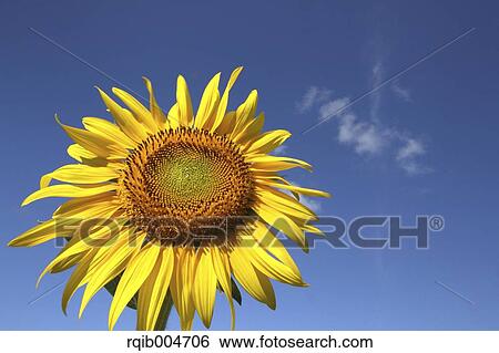Sunflower and sky View Large Photo Image Stock Photograph - Sunflower and sky. Fotosearch