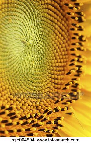Picture - Sunflower close-up. Fotosearch