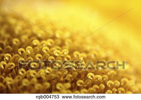 Sunflower close-up View Large Photo Image Stock Image - Sunflower close-up. Fotosearch