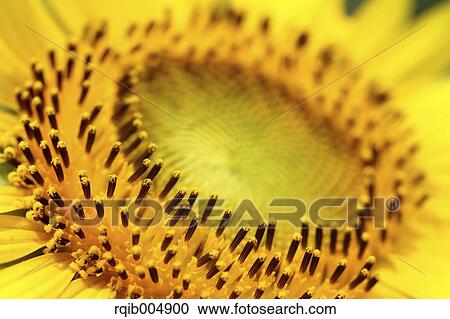 Sunflower close-up View Large Photo Image Stock Image - Sunflower close-up. Fotosearch