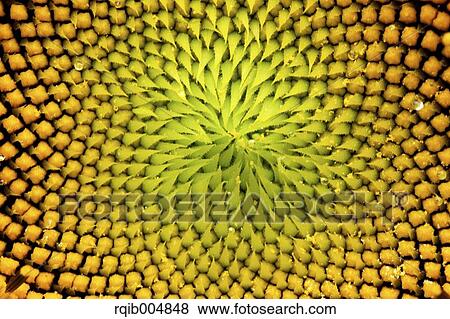 Stock Photo - Sunflower close-up. Fotosearch