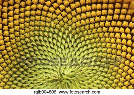 Sunflower close-up View Large Photo Image Stock Photograph - Sunflower close-up. Fotosearch