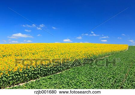 Stock Image - Sunflower field and sky, Hokkaido. Fotosearch