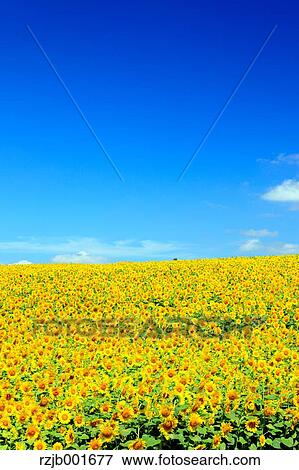 Sunflower field and sky, Hokkaido View Large Photo Image Stock Photo - Sunflower field and sky, Hokkaido. Fotosearch