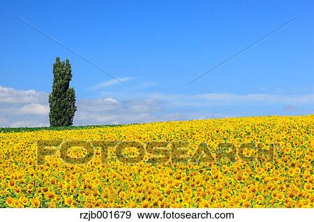 Stock Photo - Sunflower field and sky, Hokkaido. Fotosearch