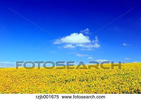Sunflower field and sky, Hokkaido View Large Photo Image Stock Photography - Sunflower field and sky, Hokkaido. Fotosearch