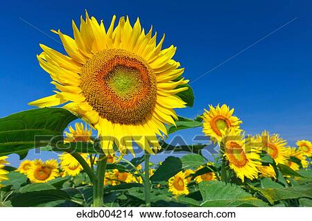 Sunflower field and sky View Large Photo Image Picture - Sunflower field and sky. Fotosearch