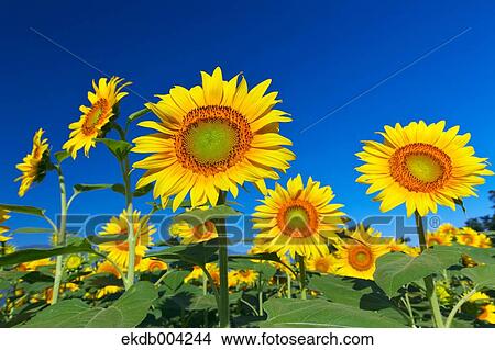 Picture - Sunflower field and sky. Fotosearch