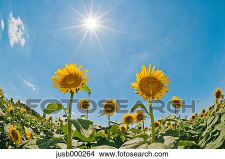 Sunflower field and sky View Large Photo Image Picture - Sunflower field and sky. Fotosearch