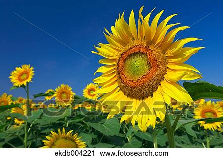 Stock Image - Sunflower field and sky. Fotosearch
