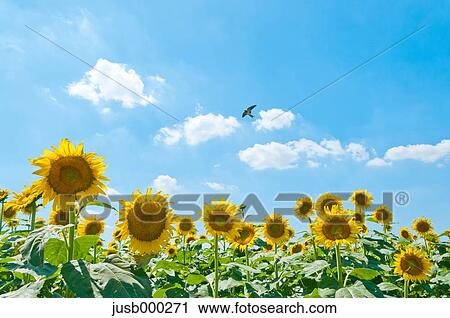 Sunflower field and sky View Large Photo Image Stock Image - Sunflower field and sky. Fotosearch