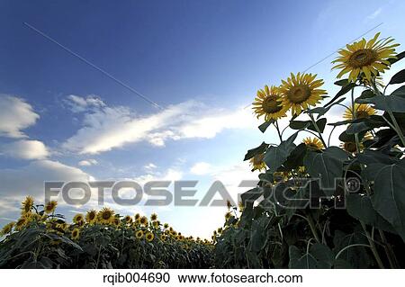 Sunflower field and sky View Large Photo Image Stock Image - Sunflower field and sky. Fotosearch