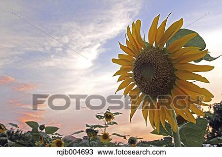 Sunflower field and sky View Large Photo Image Stock Image - Sunflower field and sky. Fotosearch