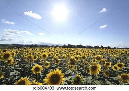 Stock Image - Sunflower field and sky. Fotosearch