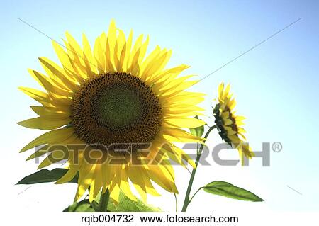 Stock Image - Sunflower field and sky. Fotosearch