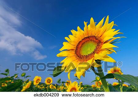 Stock Photo - Sunflower field and sky. Fotosearch