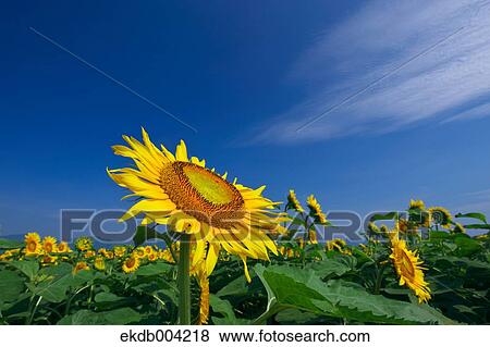 Sunflower field and sky View Large Photo Image Stock Photo - Sunflower field and sky. Fotosearch