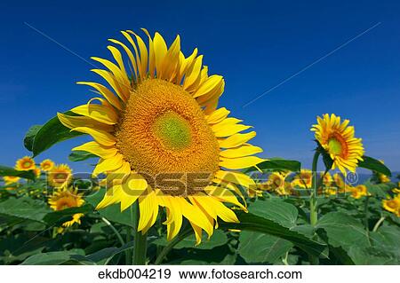 Sunflower field and sky View Large Photo Image Stock Photo - Sunflower field and sky. Fotosearch
