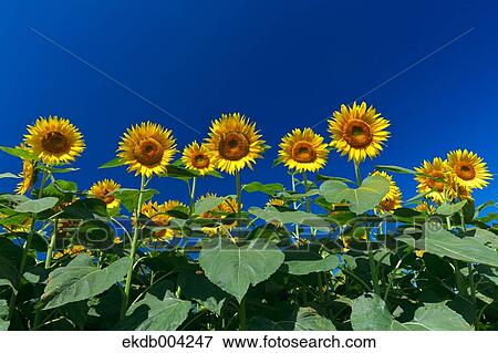 Sunflower field and sky View Large Photo Image Stock Photo - Sunflower field and sky. Fotosearch