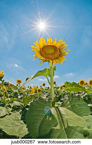 Sunflower field and sky View Large Photo Image Stock Photo - Sunflower field and sky. Fotosearch