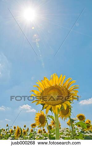 Stock Photo - Sunflower field and sky. Fotosearch