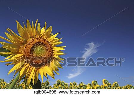 Sunflower field and sky View Large Photo Image Stock Photo - Sunflower field and sky. Fotosearch
